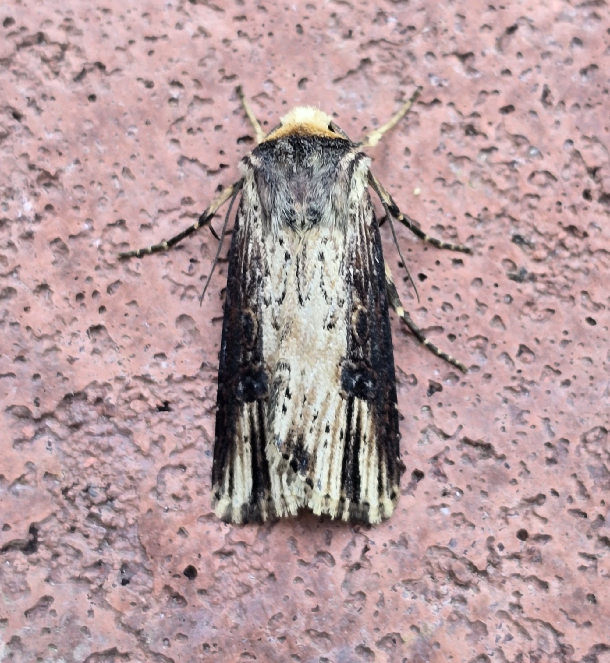 Photo of Flame (Axylia putris)
